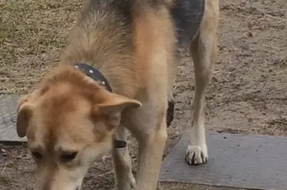Найдена собака в деревне Лужицы, Ленинградская область