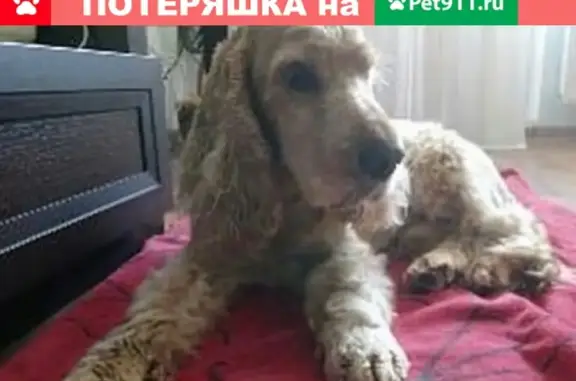 Собака найдена на ул. Покрышкина в Краснодаре