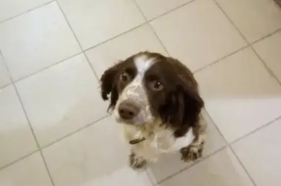 Найдена собака в жилом комплексе Времена Года