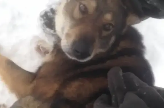 Собаки потеряшки, Кесова Гора, фото: Потеряшка собака Лайка в Kesova Gora, Tver Oblast, Russia