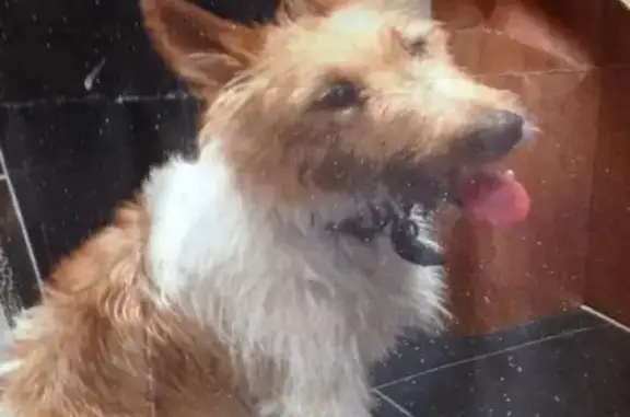 Собаки потеряшки, Сургут, фото: Потеряшка собака в районе магазина РИТМ, Чак, 25 мк-е, Сургут