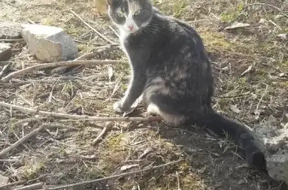 Найдена молодая кошка возле Зонального института в Кирове
