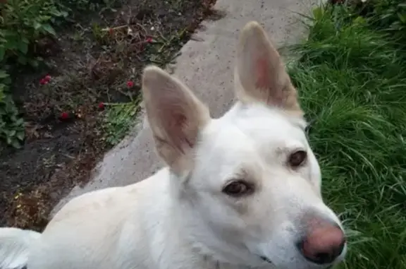 Пропала собака Гера, белый Лайка, Пушкинский тракт, Омская область