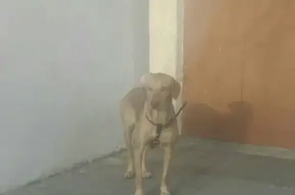Пропала собака Иза в Орске, ул. Андреева, 7А.