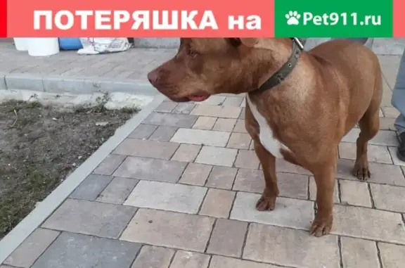 Собака-умница найдена в Белгороде