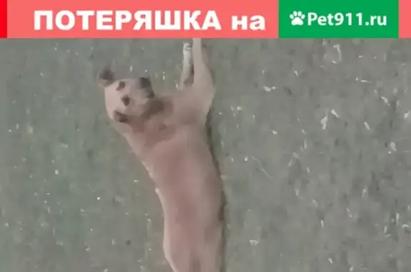 Найдена собака у метро Медведково - ищем хозяев в Москве