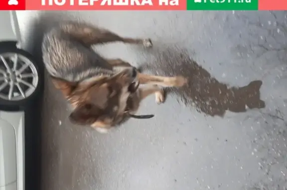 Собака Грета найдена на ул. Партизана Германа, СПб