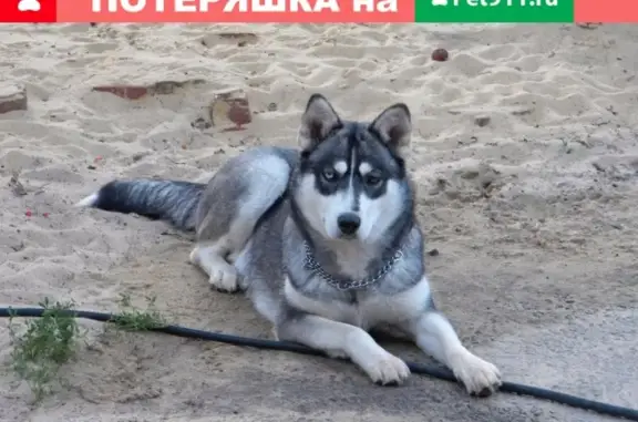 Пропала собака сибирского хаски в Ельце, Липецкая обл.