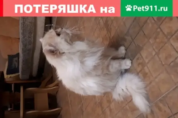 Пропала кошка Перс, 4 года, в с. Веськово, Ярославская область