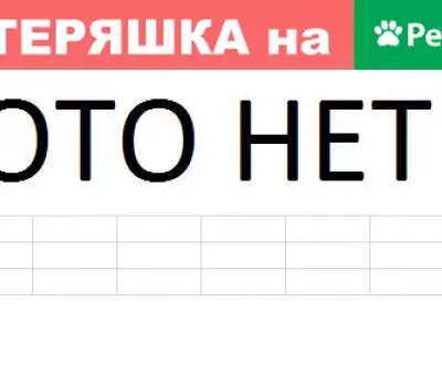 Пропала трехцветная кошка на ул. Вильского 28 (Ася, 2 года)