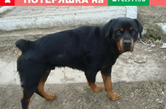 Собака Ротвейлер найдена в Навашино.