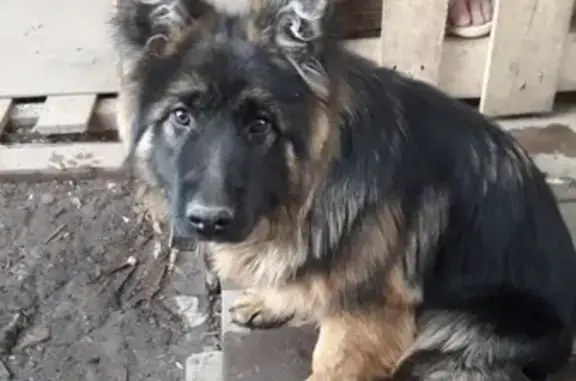 Собаки потеряшки, Куяр, фото: Потеряшка собака Мухтар в п. Куяр, Республика Марий Эл