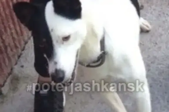 Пропала собака в Новосибирске, отзывается на 