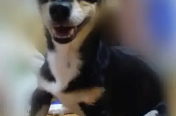 Пропала собака Пиночет в Сухом Логу #ПотеряшкаТСЛ