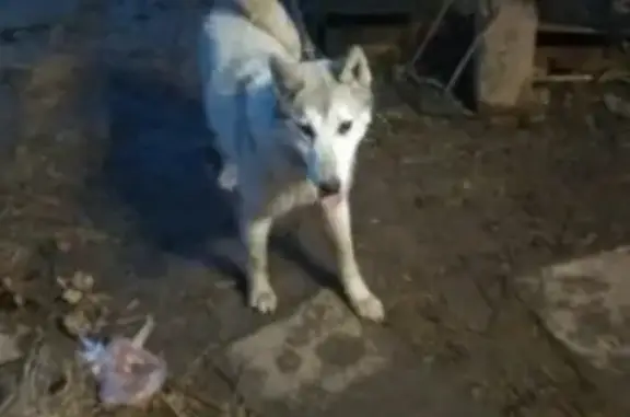 Найдена собака в д. Аникино, Пермь