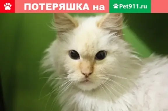 Найдена кошка в Брянске, ищут старых хозяев.
