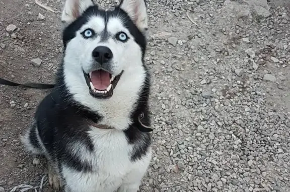 Пропала собака в Пятигорске, Сибирский хаски с клеймом и чипом, 3 года.