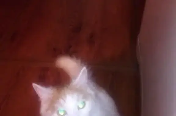 Пропала бело-рыжая кошка в Киржаче #помогитенайтикошку