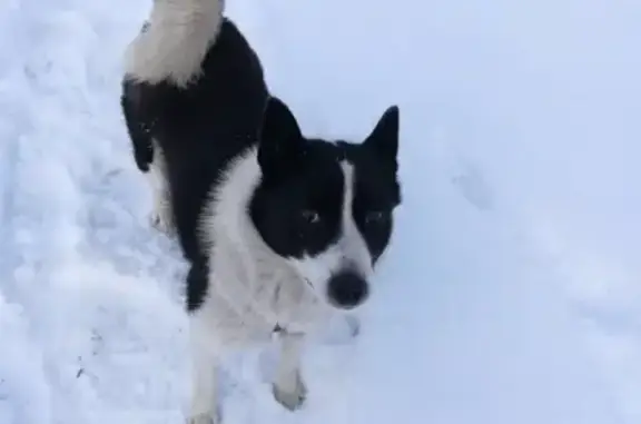 Пропала собака в Приютово, Башкортостан
