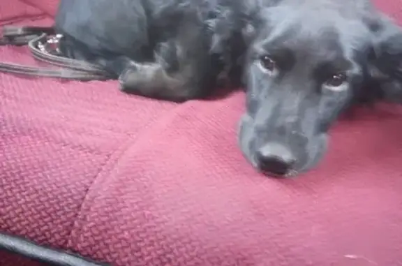 Найден щенок возле маг-на Привоз на Красной Звезде в Чите