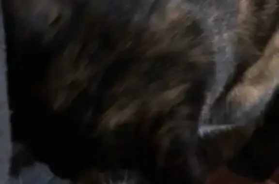 Найдена кошка в Омске, похожая на потерянную