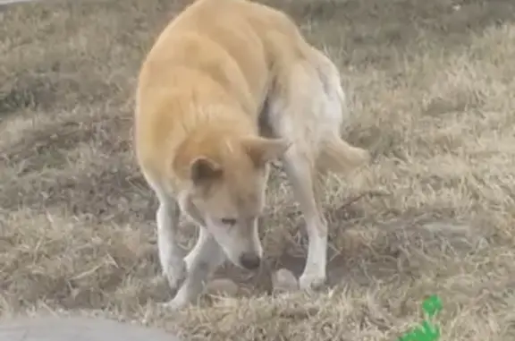 Пропала собака с ломанной лапой в Емельяново!