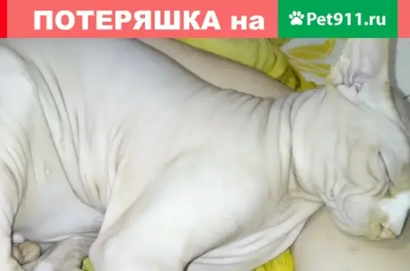 Пропала кошка на улице Инициативной в Кемерово