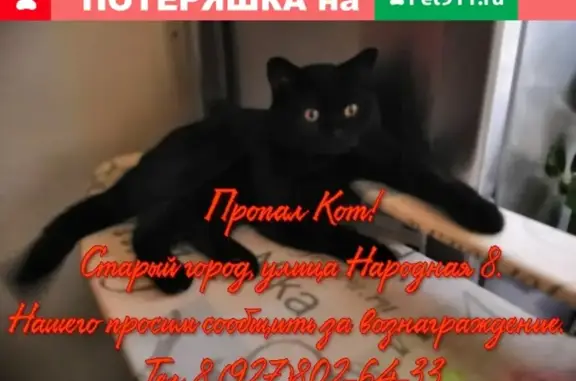 Пропал кот на улице Народной 8, Димитровград