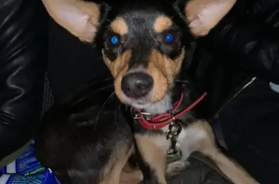 Найдена мелкая собака в Орле