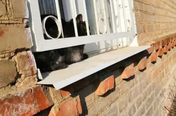 Найдена кошка на ул. Полетаева в Рязани