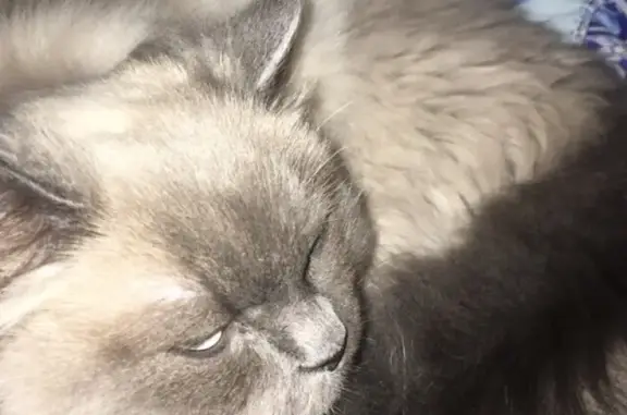 Найден серый кот (г. Екатеринбург, ЖБИ)