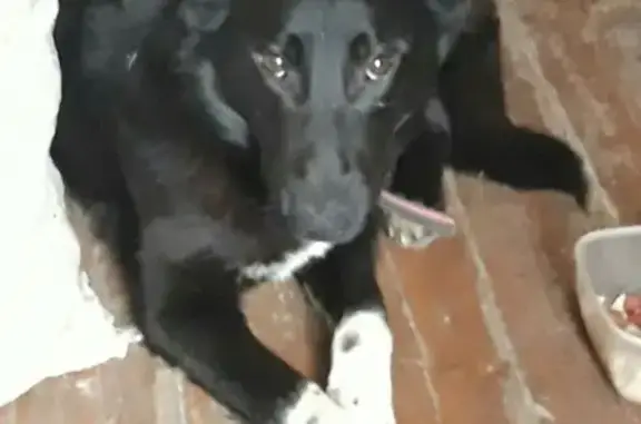 Пропала жёлтая собака в Кировском районе
