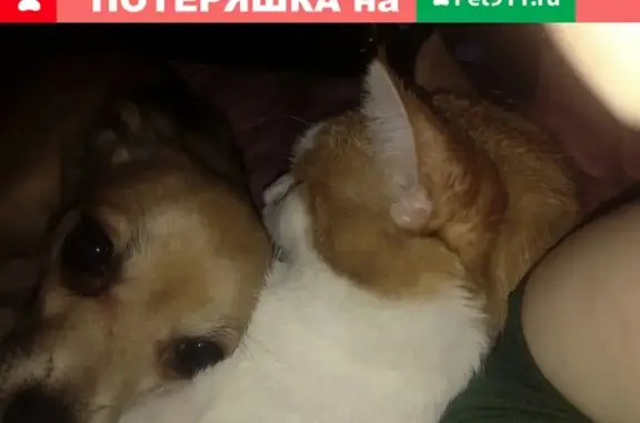 Пропала собака Тобас в Иваново!