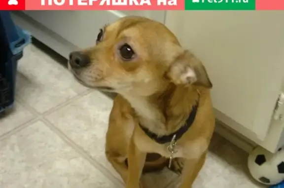 Пропала собака Несси в Краснооктябрьском районе, нужен репост.