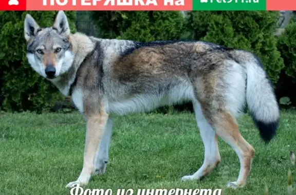 Срочно! Найдена порода Чешский влчак в Москве! #lostpet #найдена_собака