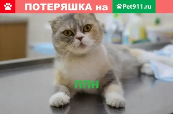 Найдена кошка в Симферополе, ул. Куйбышева