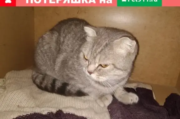 Найдена кошка в районе 43 школы, Ставрополь