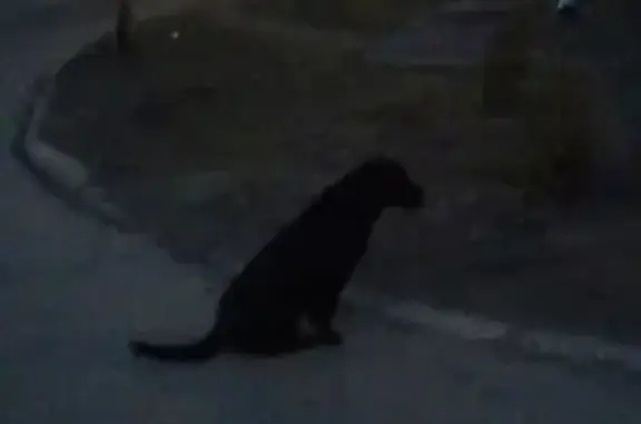 Потеряшка: черная собака в ошейнике, Южный, Муром