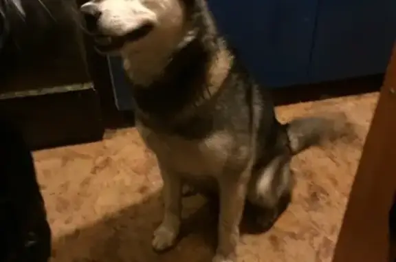 Найдена собака, Колтушское, фото: Найден молодой хаски в Всеволожском районе