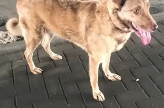 Найдена собака на Бульваре Рокоссовского