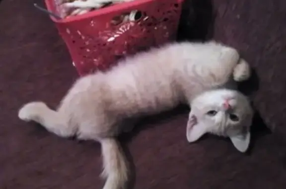 Кошки потеряшки, Смоленск, фото: Потеряшка кошка в Смоленске, ул. Николаева, д. 44.