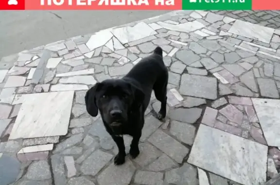 Найдена собака в квартале Мочище, Бийск