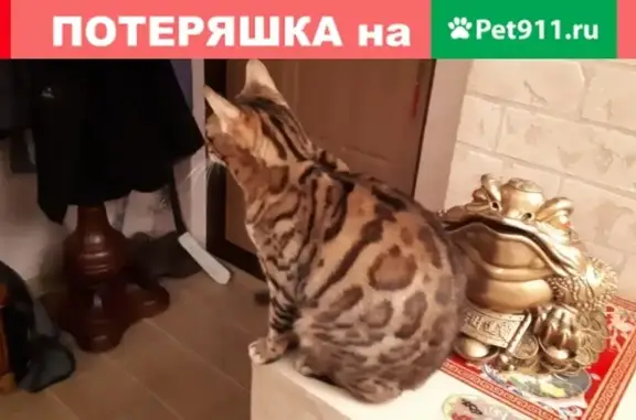 Пропала кошка в Магнитогорске: ул.Багратиона 17 а #потеряшка@zoo_mgn