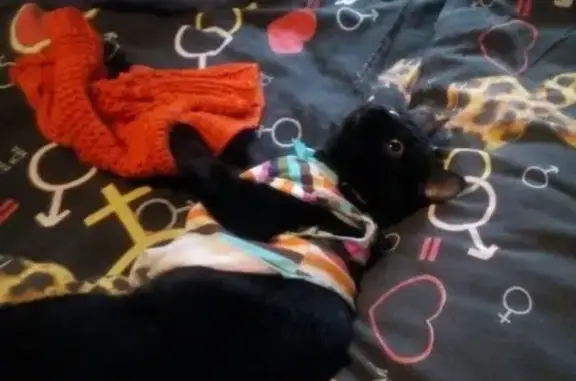 Кошки потеряшки, Киров, фото: Потеряшка кошка Соня на ул. Романа Ердякова, Киров