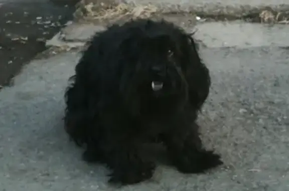 Найдена чёрная собака в Нижнем Тагиле