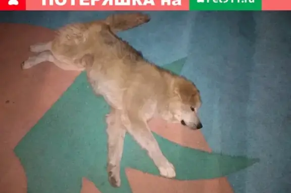 Найдены собаки на Комсомольской 89