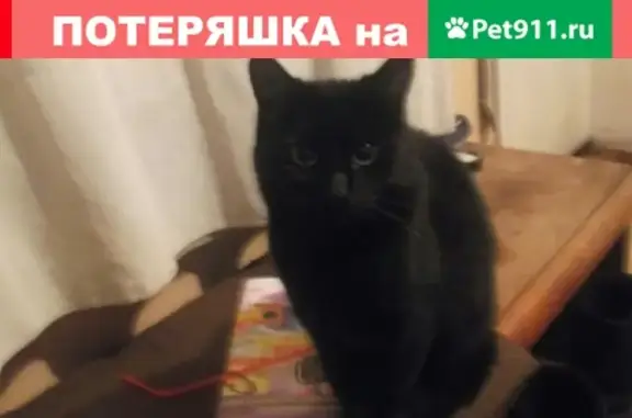 Пропала кошка на улице Ленина, Приозерск, Россия
