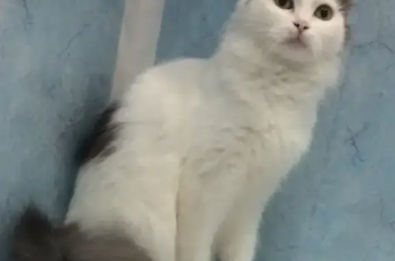 Пропала кошка Белого цвета в Стерлитамаке, помогите!