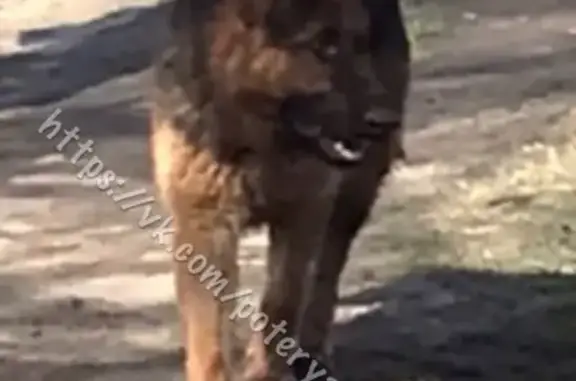 Найдена собака в Фрунзенском районе Саратова