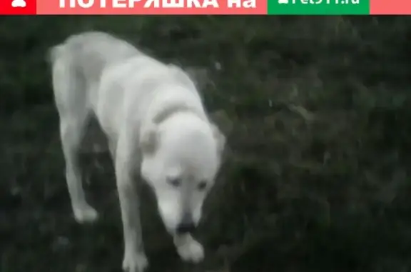 Найдена собака в ДК Колос, Октябрьский район